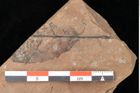 Foto (Detailsansicht) von Quercus palaeoilex Ettingshausen (NHMW-GEO-2024-0188-0926)